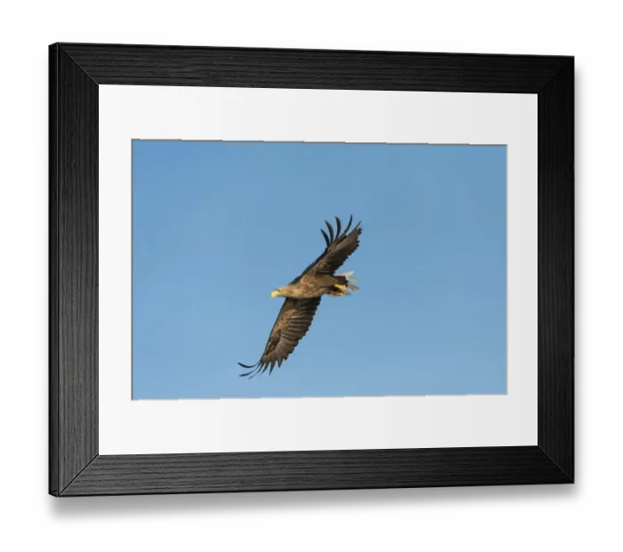 Framed Print : White-tailed Eagle or Sea Eagle -Haliaeetus albicilla-, in flight, Mecklenburg Lake District, Mecklenburg-Western Pomerania, Germany Framed Print : White-tailed Eagle or Sea Eagle -Haliaeetus albicilla-, in flight, Mecklenburg Lake District, Mecklenburg-Western Pomerania, Germany