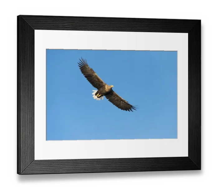 Framed Print : White-tailed Eagle or Sea Eagle -Haliaeetus albicilla-, in flight, Mecklenburg Lake District, Mecklenburg-Western Pomerania, Germany Framed Print : White-tailed Eagle or Sea Eagle -Haliaeetus albicilla-, in flight, Mecklenburg Lake District, Mecklenburg-Western Pomerania, Germany