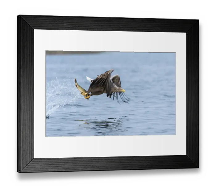 Framed Print : White-tailed Eagle or Sea Eagle -Haliaeetus albicilla- in flight, with a pike in its talons, Mecklenburg Lake District, Mecklenburg-Western Pomerania, Germany Framed Print : White-tailed Eagle or Sea Eagle -Haliaeetus albicilla- in flight, with a pike in its talons, Mecklenburg Lake District, Mecklenburg-Western Pomerania, Germany