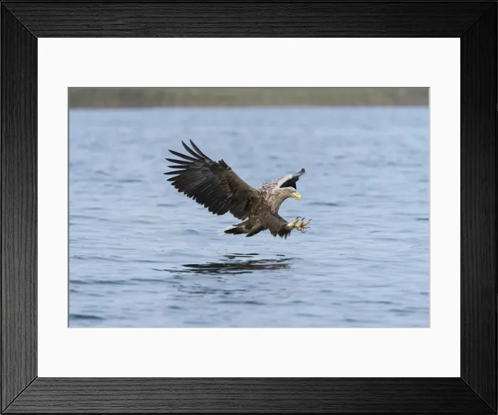 Framed Print : White-tailed Eagle or Sea Eagle -Haliaeetus albicilla-, in flight, Mecklenburg Lake District, Mecklenburg-Western Pomerania, Germany Framed Print : White-tailed Eagle or Sea Eagle -Haliaeetus albicilla-, in flight, Mecklenburg Lake District, Mecklenburg-Western Pomerania, Germany