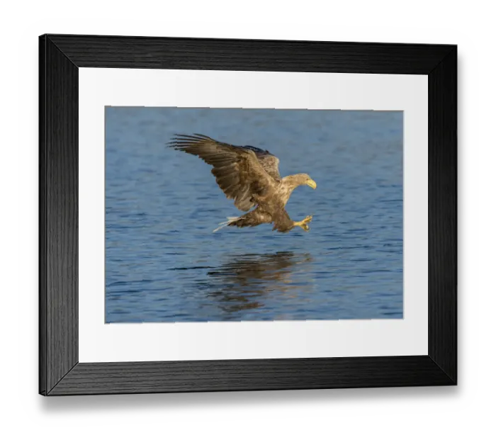 Framed Print : White-tailed Eagle or Sea Eagle -Haliaeetus albicilla-, in flight, Mecklenburg Lake District, Mecklenburg-Western Pomerania, Germany Framed Print : White-tailed Eagle or Sea Eagle -Haliaeetus albicilla-, in flight, Mecklenburg Lake District, Mecklenburg-Western Pomerania, Germany