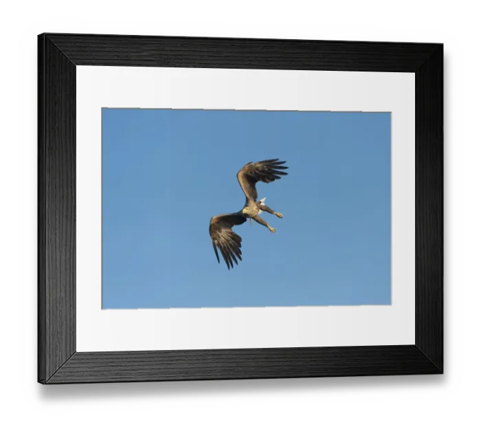 Framed Print : White-tailed Eagle or Sea Eagle -Haliaeetus albicilla-, in flight, Mecklenburg Lake District, Mecklenburg-Western Pomerania, Germany Framed Print : White-tailed Eagle or Sea Eagle -Haliaeetus albicilla-, in flight, Mecklenburg Lake District, Mecklenburg-Western Pomerania, Germany