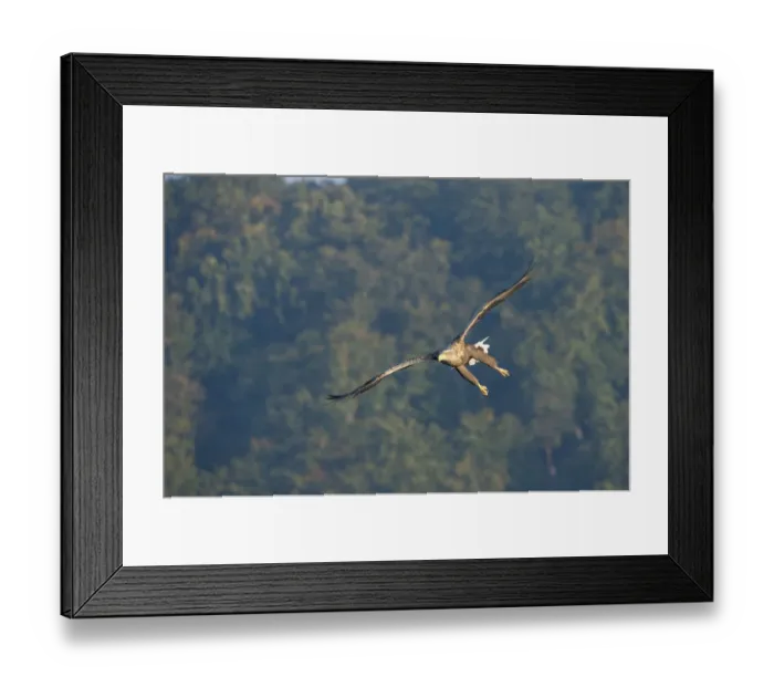 Framed Print : White-tailed Eagle or Sea Eagle -Haliaeetus albicilla-, in flight, Mecklenburg Lake District, Mecklenburg-Western Pomerania, Germany Framed Print : White-tailed Eagle or Sea Eagle -Haliaeetus albicilla-, in flight, Mecklenburg Lake District, Mecklenburg-Western Pomerania, Germany