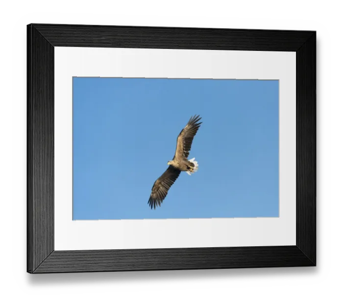 Framed Print : White-tailed Eagle or Sea Eagle -Haliaeetus albicilla-, in flight, Mecklenburg Lake District, Mecklenburg-Western Pomerania, Germany Framed Print : White-tailed Eagle or Sea Eagle -Haliaeetus albicilla-, in flight, Mecklenburg Lake District, Mecklenburg-Western Pomerania, Germany