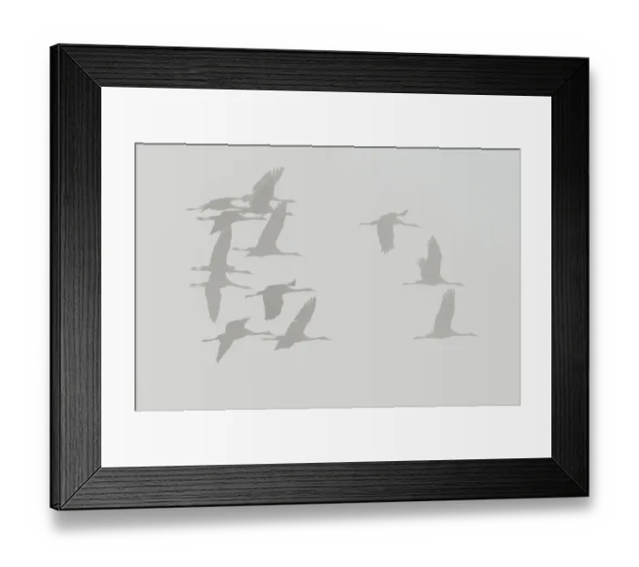 Framed Print : Common Cranes -Grus grus- in flight, Brandenburg, Germany Framed Print : Common Cranes -Grus grus- in flight, Brandenburg, Germany