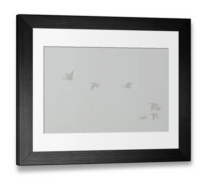 Framed Print : Greylag Geese -Anser anser- in the fog, Brandenburg, Germany Framed Print : Greylag Geese -Anser anser- in the fog, Brandenburg, Germany