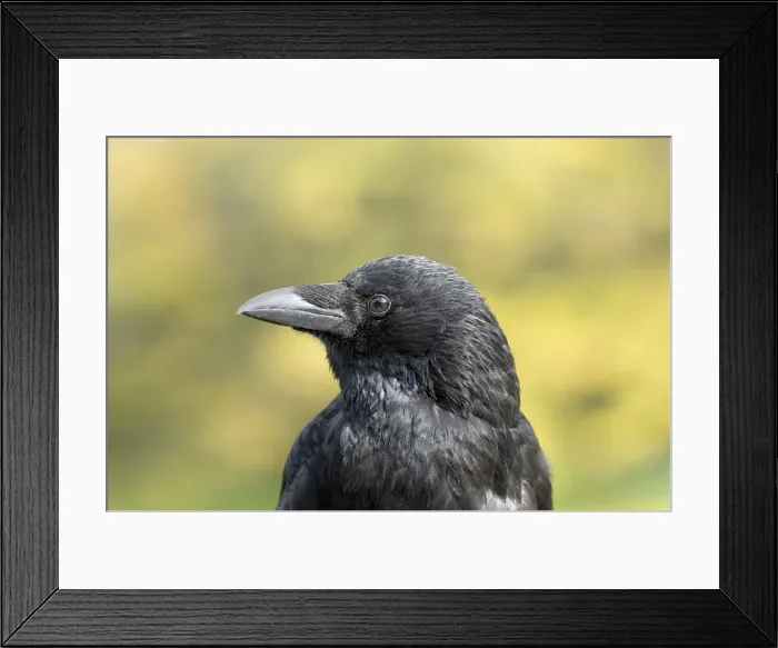 Framed Print : Carrion Crow -Corvus corone- Framed Print : Carrion Crow -Corvus corone-