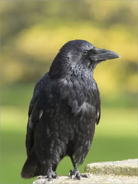 Carrion Crow -Corvus corone-