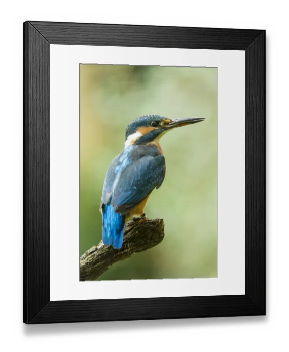 Framed Print : Kingfisher -Alcedo atthis-, Germany Framed Print : Kingfisher -Alcedo atthis-, Germany