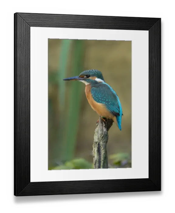 Framed Print : Kingfisher -Alcedo atthis-, Germany Framed Print : Kingfisher -Alcedo atthis-, Germany