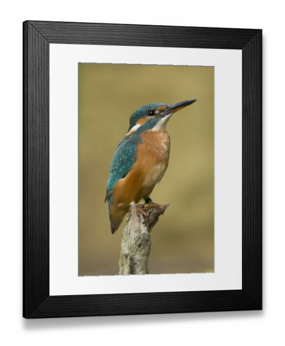 Framed Print : Kingfisher -Alcedo atthis-, Germany Framed Print : Kingfisher -Alcedo atthis-, Germany
