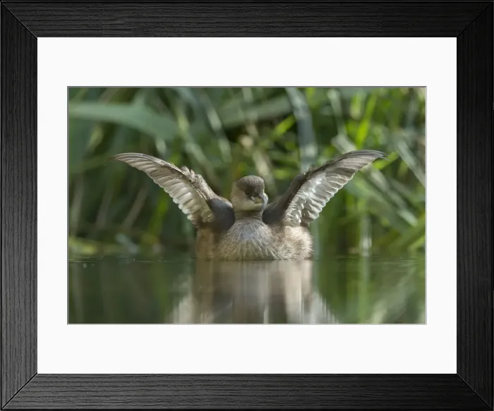 Framed Print : Little Grebe -Tachybaptus ruficollis-, female Framed Print : Little Grebe -Tachybaptus ruficollis-, female