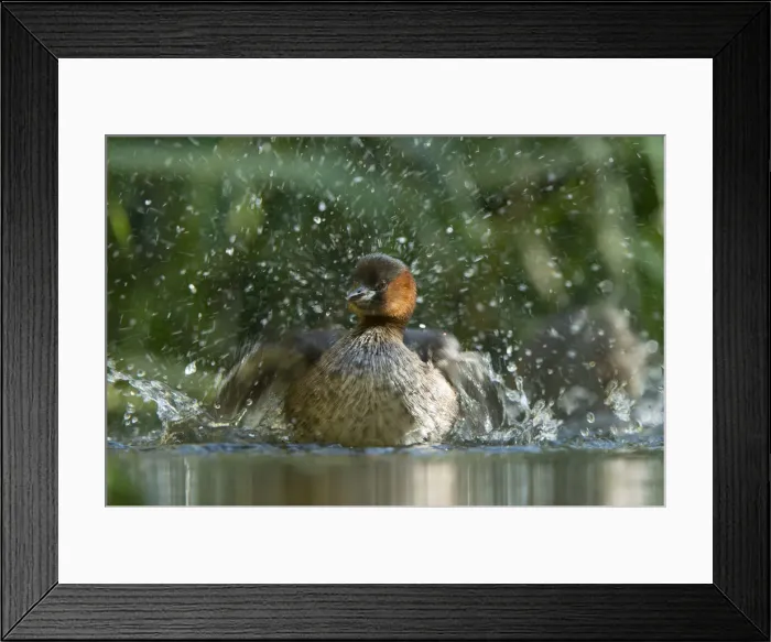 Framed Print : Little Grebe -Tachybaptus ruficollis-, male Framed Print : Little Grebe -Tachybaptus ruficollis-, male