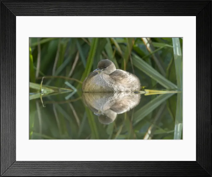 Framed Print : Little Grebe -Tachybaptus ruficollis-, female Framed Print : Little Grebe -Tachybaptus ruficollis-, female