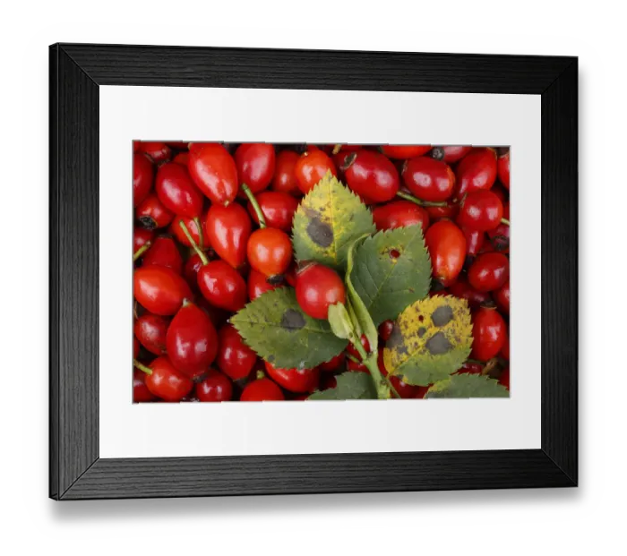 Framed Print : Rose hips of the Dog Rose -Rosa canina-, Bohemia, Czech Republic Framed Print : Rose hips of the Dog Rose -Rosa canina-, Bohemia, Czech Republic