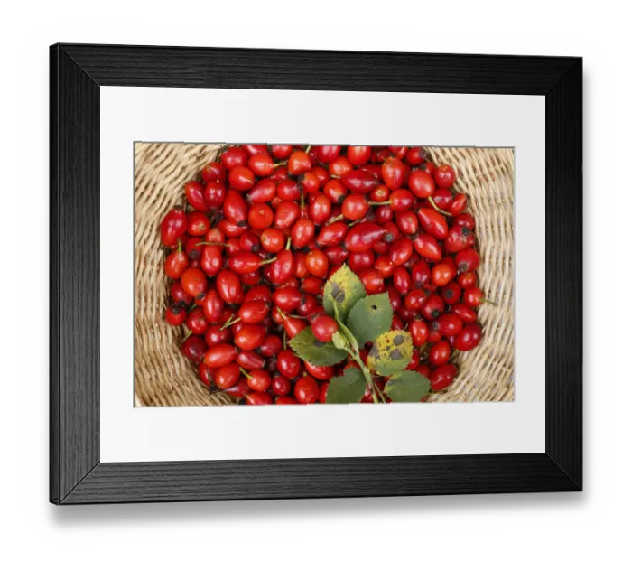 Framed Print : Rose hips of the Dog Rose -Rosa canina- in a wicker basket, Bavaria, Germany Framed Print : Rose hips of the Dog Rose -Rosa canina- in a wicker basket, Bavaria, Germany