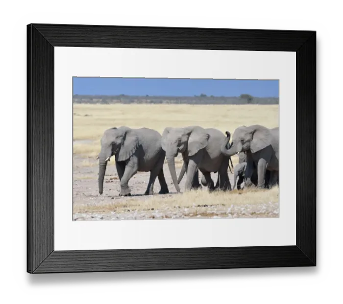 Framed Print : Herd of African Elephants -Loxodonta africana-, Etosha National Park, Namibia