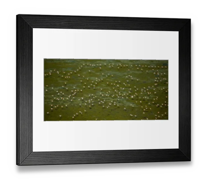 Framed Print : Greater Flamingos -Phoenicopterus roseus-, flock in flight over over a stretch of water at low tide, Saintes-Maries-de-la-Mer, Camargue, Provence-Alpes-Cote dAzur, France Framed Print : Greater Flamingos -Phoenicopterus roseus-, flock in flight over over a stretch of water at low tide, Saintes-Maries-de-la-Mer, Camargue, Provence-Alpes-Cote dAzur, France
