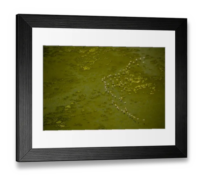 Framed Print : Greater Flamingos -Phoenicopterus roseus-, flock in flight over over a stretch of water at low tide, Saintes-Maries-de-la-Mer, Camargue, Provence-Alpes-Cote dAzur, France Framed Print : Greater Flamingos -Phoenicopterus roseus-, flock in flight over over a stretch of water at low tide, Saintes-Maries-de-la-Mer, Camargue, Provence-Alpes-Cote dAzur, France