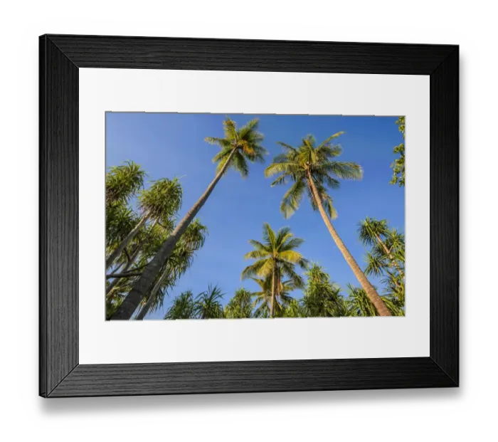 Framed Print : Coconut Palms -Cocos nucifera- and Screwpines -Pandanus tectorius-, Sulawesi, Indonesia Framed Print : Coconut Palms -Cocos nucifera- and Screwpines -Pandanus tectorius-, Sulawesi, Indonesia