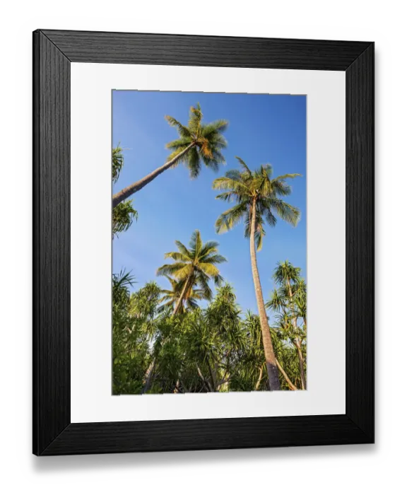 Framed Print : Coconut Palms -Cocos nucifera- and Screwpines -Pandanus tectorius-, Sulawesi, Indonesia Framed Print : Coconut Palms -Cocos nucifera- and Screwpines -Pandanus tectorius-, Sulawesi, Indonesia