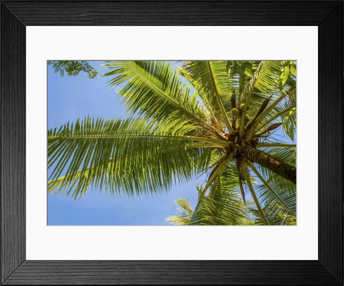 Framed Print : Coconut Palm -Cocos nucifera-, Sulawesi, Indonesia Framed Print : Coconut Palm -Cocos nucifera-, Sulawesi, Indonesia