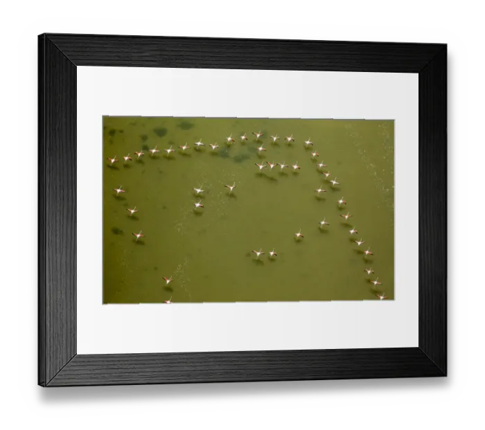 Framed Print : Flamingo flock, Pink Flamingos -Phoenicopterus roseus-, above the low water, Saintes-Maries-de-la-Mer, Camargue, Provence-Alpes-Cote dAzur, France Framed Print : Flamingo flock, Pink Flamingos -Phoenicopterus roseus-, above the low water, Saintes-Maries-de-la-Mer, Camargue, Provence-Alpes-Cote dAzur, France