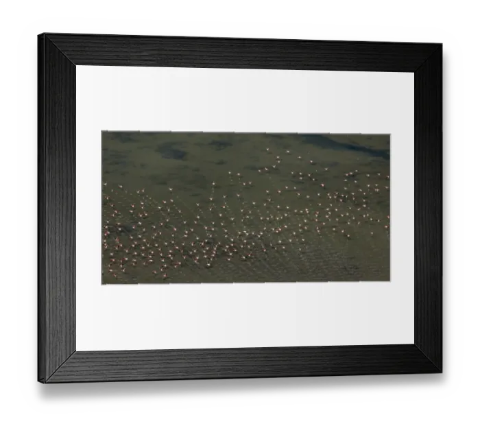 Framed Print : Flamingo flock, Pink Flamingos -Phoenicopterus roseus-, above the low water, Saintes-Maries-de-la-Mer, Camargue, Provence-Alpes-Cote dAzur, France Framed Print : Flamingo flock, Pink Flamingos -Phoenicopterus roseus-, above the low water, Saintes-Maries-de-la-Mer, Camargue, Provence-Alpes-Cote dAzur, France
