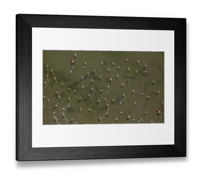 Framed Print : Flamingo flock, Pink Flamingos -Phoenicopterus roseus-, above the low water, Saintes-Maries-de-la-Mer, Camargue, Provence-Alpes-Cote dAzur, France Framed Print : Flamingo flock, Pink Flamingos -Phoenicopterus roseus-, above the low water, Saintes-Maries-de-la-Mer, Camargue, Provence-Alpes-Cote dAzur, France