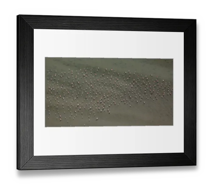 Framed Print : Flamingo flock, Pink Flamingos -Phoenicopterus roseus-, above the low water, Saintes-Maries-de-la-Mer, Camargue, Provence-Alpes-Cote dAzur, France Framed Print : Flamingo flock, Pink Flamingos -Phoenicopterus roseus-, above the low water, Saintes-Maries-de-la-Mer, Camargue, Provence-Alpes-Cote dAzur, France