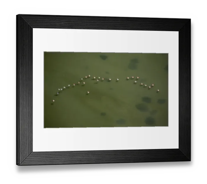 Framed Print : Flamingo flock, Pink Flamingos -Phoenicopterus roseus-, above the low water, Saintes-Maries-de-la-Mer, Camargue, Provence-Alpes-Cote dAzur, France