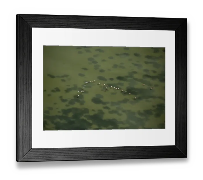 Framed Print : Flamingo flock, Pink Flamingos -Phoenicopterus roseus-, above the low water, Saintes-Maries-de-la-Mer, Camargue, Provence-Alpes-Cote dAzur, France Framed Print : Flamingo flock, Pink Flamingos -Phoenicopterus roseus-, above the low water, Saintes-Maries-de-la-Mer, Camargue, Provence-Alpes-Cote dAzur, France
