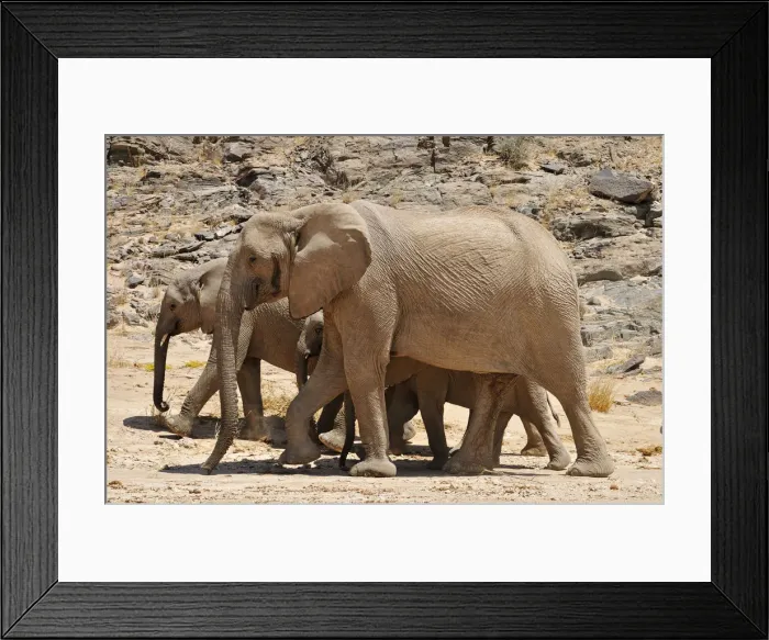 Framed Print : Group of the rare Namibian Desert Elephant -Loxodonta africana-, Hoanib River, Namib desert, Kaokoland, Kaokoveld, Kunene Province, Namibia Framed Print : Group of the rare Namibian Desert Elephant -Loxodonta africana-, Hoanib River, Namib desert, Kaokoland, Kaokoveld, Kunene Province, Namibia