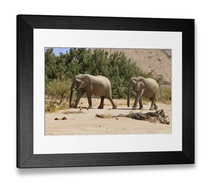 Framed Print : Two of the rare Namibian Desert Elephant -Loxodonta africana-, Hoanib River, Namib desert, Kaokoland, Kaokoveld, Kunene Province, Namibia Framed Print : Two of the rare Namibian Desert Elephant -Loxodonta africana-, Hoanib River, Namib desert, Kaokoland, Kaokoveld, Kunene Province, Namibia