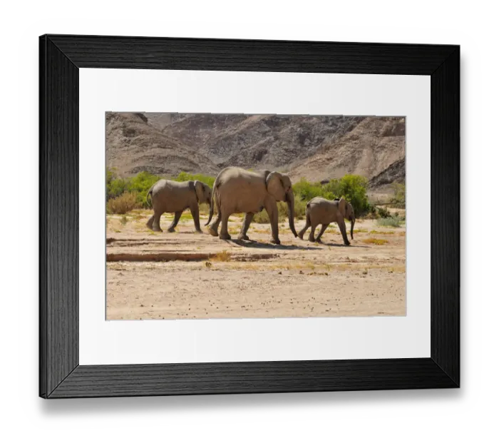 Framed Print : Group of the rare Namibian Desert Elephant -Loxodonta africana-, Hoanib River, Namib desert, Kaokoland, Kaokoveld, Kunene Province, Namibia Framed Print : Group of the rare Namibian Desert Elephant -Loxodonta africana-, Hoanib River, Namib desert, Kaokoland, Kaokoveld, Kunene Province, Namibia