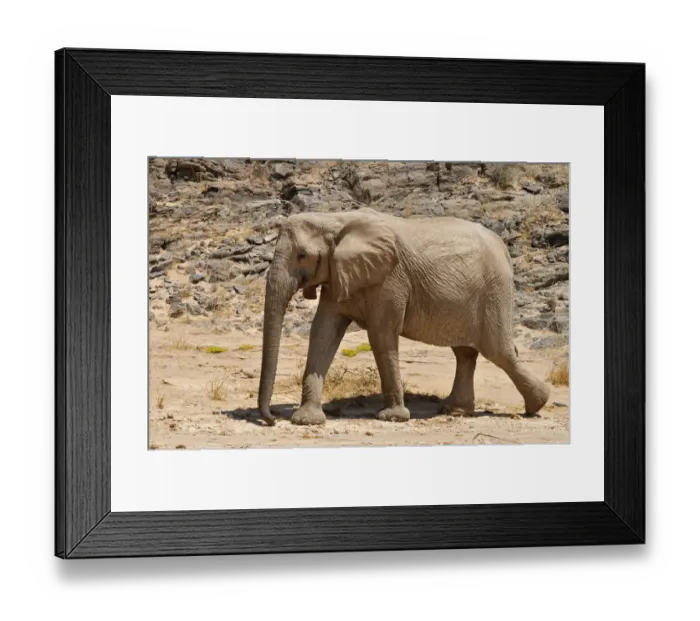 Framed Print : Rare Namibian Desert Elephant -Loxodonta africana-, Hoanib River, Namib desert, Kaokoland, Kaokoveld, Kunene Province, Namibia Framed Print : Rare Namibian Desert Elephant -Loxodonta africana-, Hoanib River, Namib desert, Kaokoland, Kaokoveld, Kunene Province, Namibia
