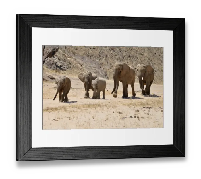 Framed Print : Group of the rare Namibian Desert Elephant -Loxodonta africana-, Hoanib River, Namib Desert, Kaokoland, Kaokoveld, Kunene Province, Namibia Framed Print : Group of the rare Namibian Desert Elephant -Loxodonta africana-, Hoanib River, Namib Desert, Kaokoland, Kaokoveld, Kunene Province, Namibia