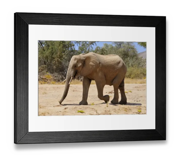 Framed Print : Young bull of the rare Namibian Desert Elephant -Loxodonta africana-, Hoanib River, Namib Desert, Kaokoland, Kaokoveld, Kunene Province, Namibia Framed Print : Young bull of the rare Namibian Desert Elephant -Loxodonta africana-, Hoanib River, Namib Desert, Kaokoland, Kaokoveld, Kunene Province, Namibia