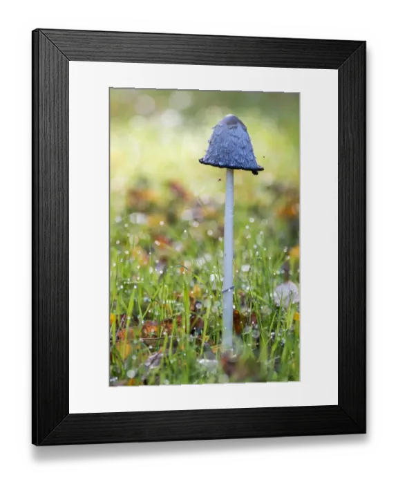 Framed Print : Shaggy Ink Cap -Coprinus comatus-, North Hesse, Hesse, Germany Framed Print : Shaggy Ink Cap -Coprinus comatus-, North Hesse, Hesse, Germany