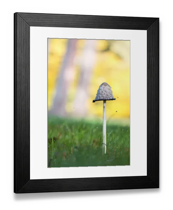 Framed Print : Shaggy Ink Cap -Coprinus comatus-, North Hesse, Hesse, Germany Framed Print : Shaggy Ink Cap -Coprinus comatus-, North Hesse, Hesse, Germany