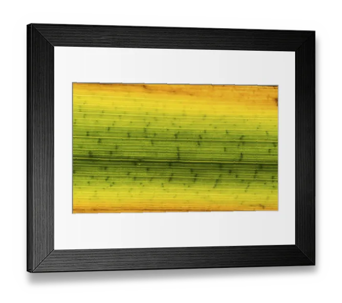 Framed Print : Colorful reed leaf, leaf veins Framed Print : Colorful reed leaf, leaf veins