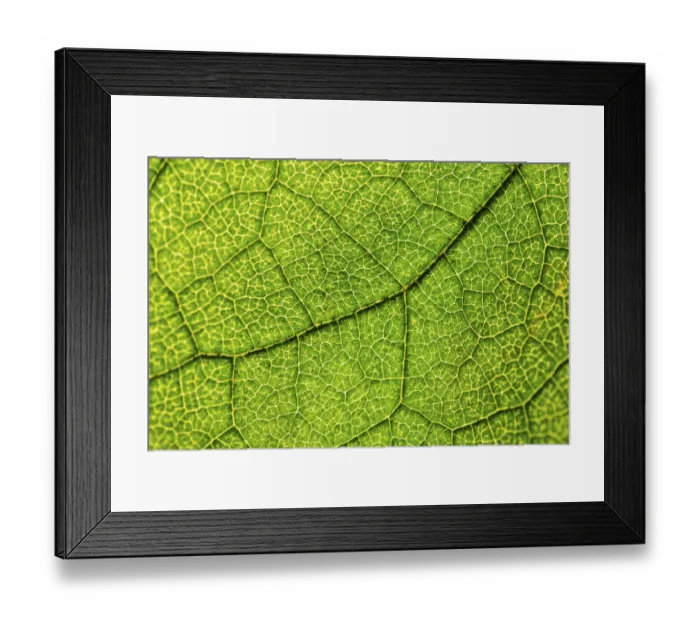 Framed Print : Green leaf, Hazel -Corylus-, leaf veins Framed Print : Green leaf, Hazel -Corylus-, leaf veins