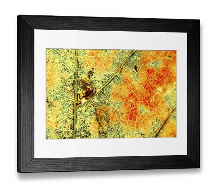 Framed Print : Colourful autumn leaf, leaf veins