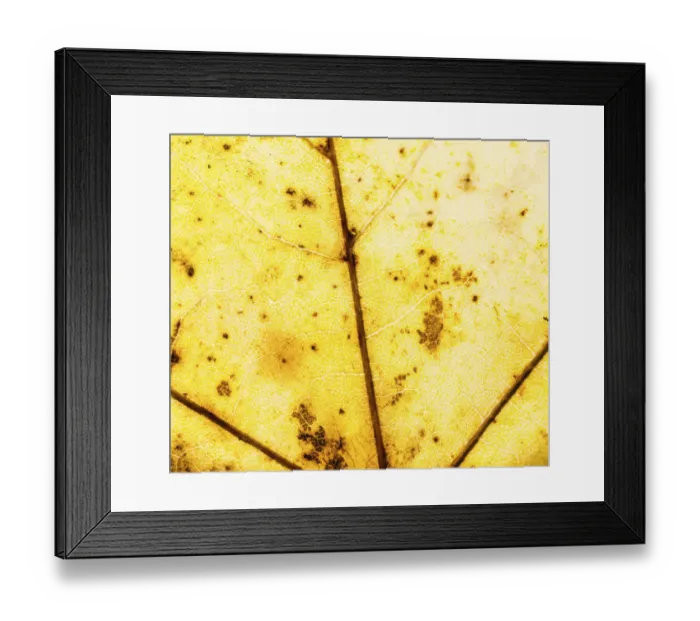 Framed Print : Yellow autumn leaf, leaf veins Framed Print : Yellow autumn leaf, leaf veins