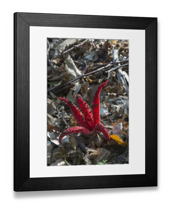 Framed Print : Octopus Stinkhorn -Clathrus archeri-, fruiting body, Monchbruch forest, Hesse, Germany Framed Print : Octopus Stinkhorn -Clathrus archeri-, fruiting body, Monchbruch forest, Hesse, Germany