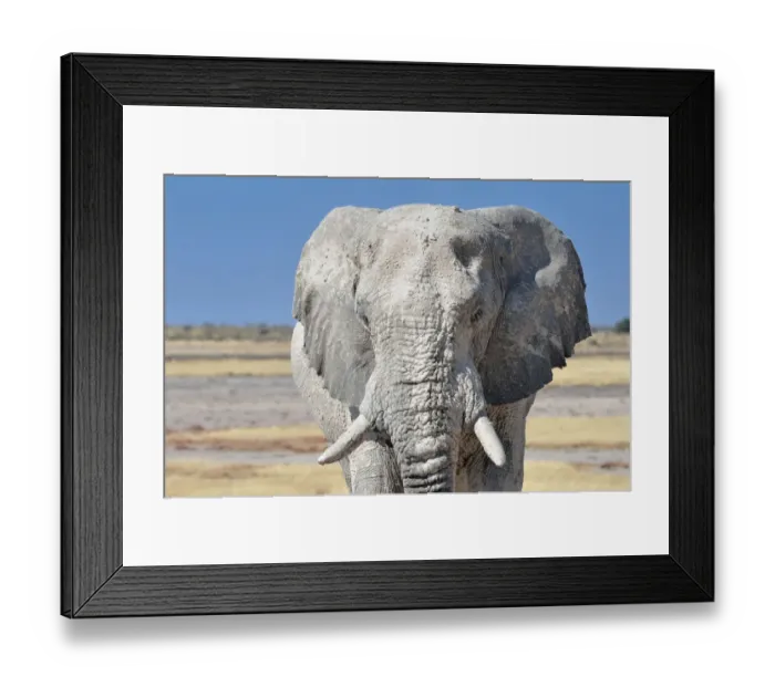 Framed Print : African Elephant -Loxodonta africana-, adult male covered with dry mud, Etosha National Park, Namibia Framed Print : African Elephant -Loxodonta africana-, adult male covered with dry mud, Etosha National Park, Namibia