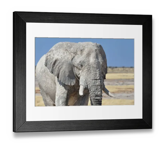 Framed Print : African Elephant -Loxodonta africana-, adult male covered with dry mud, Etosha National Park, Namibia Framed Print : African Elephant -Loxodonta africana-, adult male covered with dry mud, Etosha National Park, Namibia
