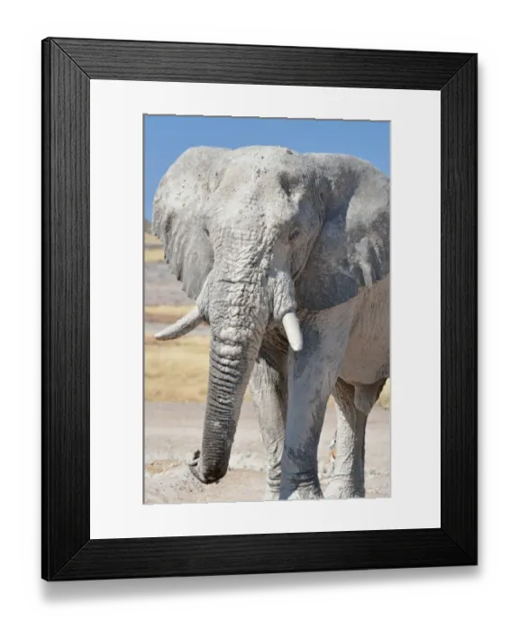 Framed Print : African Elephant -Loxodonta africana-, adult male covered with dry mud, Etosha National Park, Namibia Framed Print : African Elephant -Loxodonta africana-, adult male covered with dry mud, Etosha National Park, Namibia