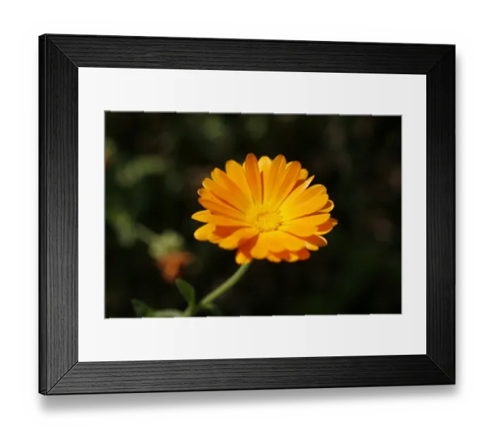 Framed Print : Marigold -Calendula sp. -, flower Framed Print : Marigold -Calendula sp. -, flower