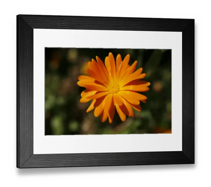 Framed Print : Marigold -Calendula sp. -, flower Framed Print : Marigold -Calendula sp. -, flower